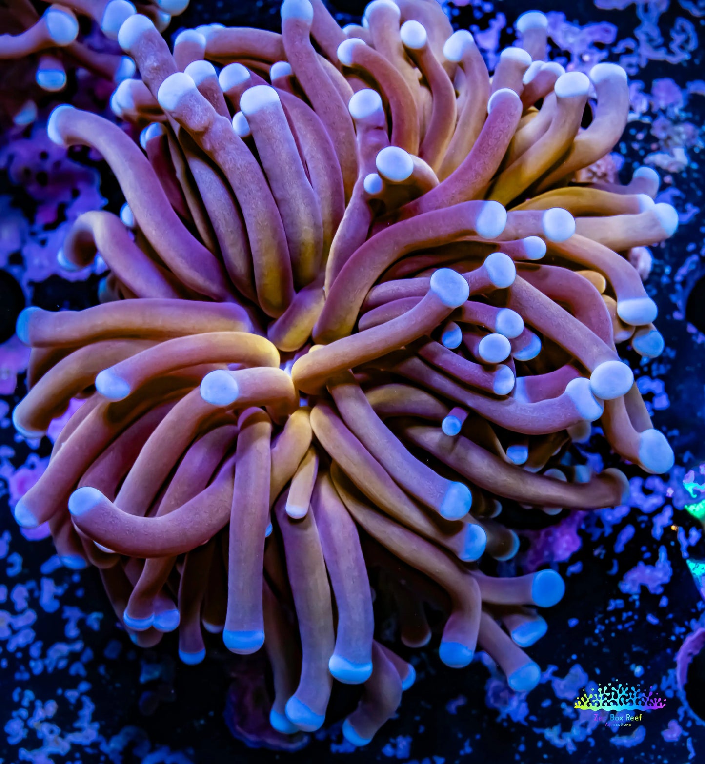 Gold Torch Coral - 6cm - WYSIWYG Gold Torch Coral - 6cm - WYSIWYG LPS Gold Torch Coral - 6cm - WYSIWYG Zeo Box Reef