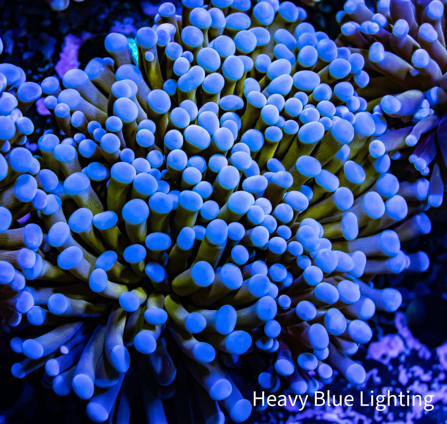 Gold Torch Coral - 8cm - 2 Large Fused Polyps WYSIWYG Gold Torch Coral - 8cm - 2 Large Fused Polyps WYSIWYG LPS Gold Torch Coral - 8cm - 2 Large Fused Polyps WYSIWYG Zeo Box Reef