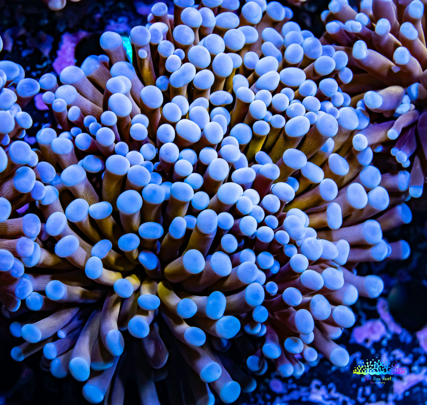 Gold Torch Coral - 8cm - 2 Large Fused Polyps WYSIWYG Gold Torch Coral - 8cm - 2 Large Fused Polyps WYSIWYG LPS Gold Torch Coral - 8cm - 2 Large Fused Polyps WYSIWYG Zeo Box Reef
