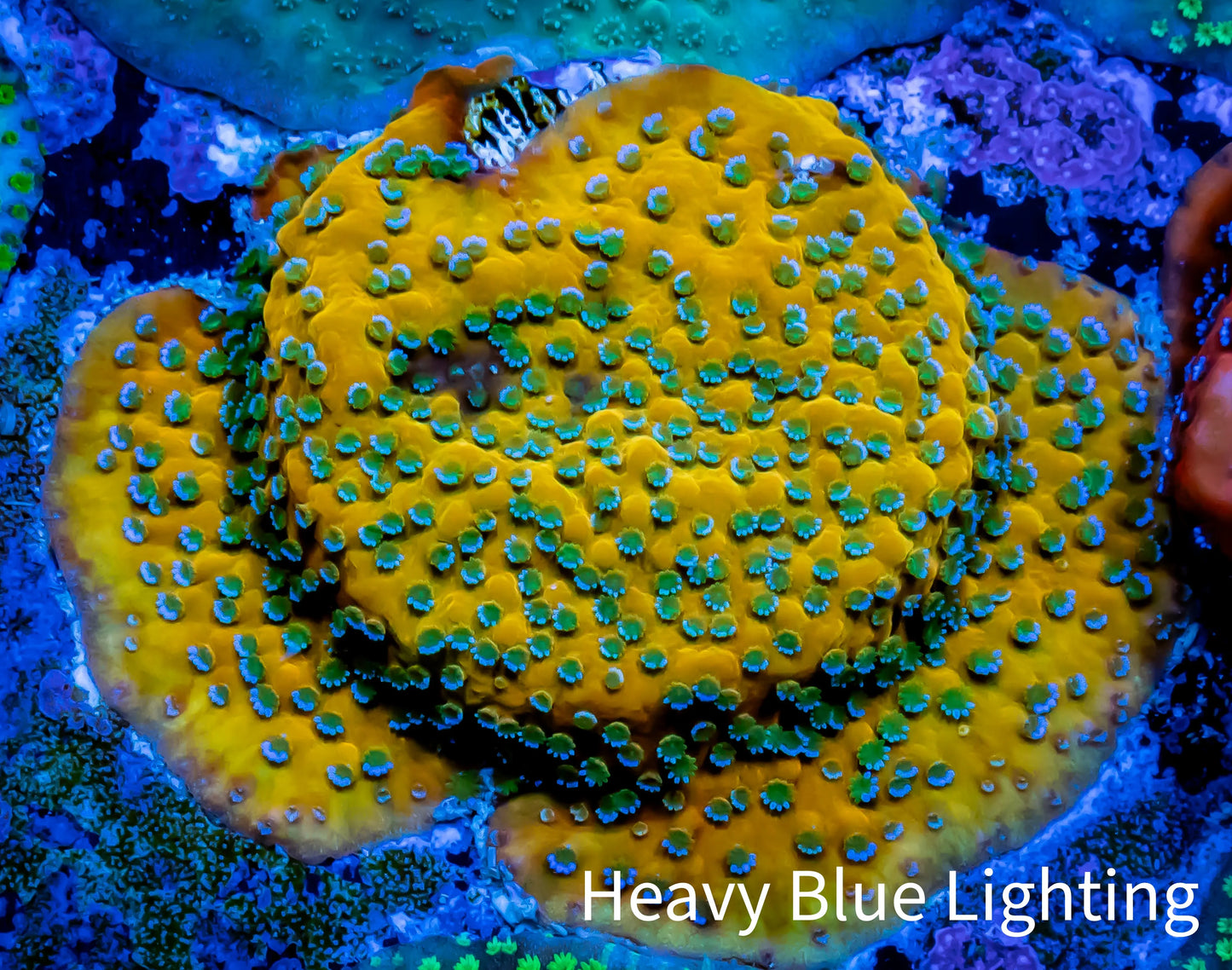 GoldRush Monti Frag (Copy) GoldRush Monti Frag (Copy) SPS GoldRush Monti Frag (Copy) Zeo Box Reef