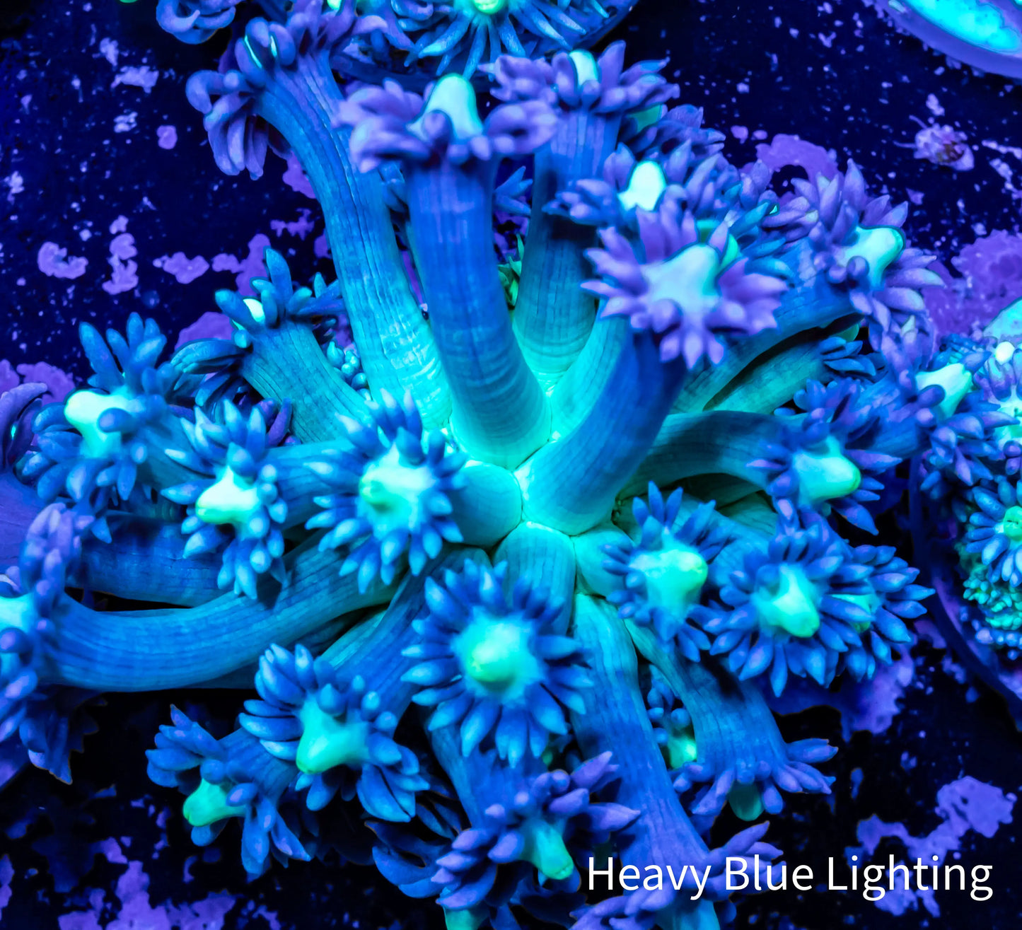 Goniopora Coral - Goni Frag WYSIWYG Goniopora Coral - Goni Frag WYSIWYG Animals & Pet Supplies Goniopora Coral - Goni Frag WYSIWYG Zeo Box Reef