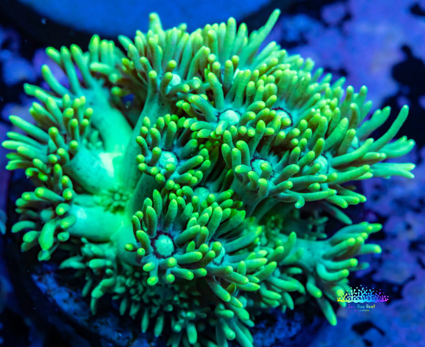 Goniopora Coral - Red Goni Frag Goniopora Coral - Red Goni Frag Animals & Pet Supplies Goniopora Coral - Red Goni Frag Zeo Box Reef