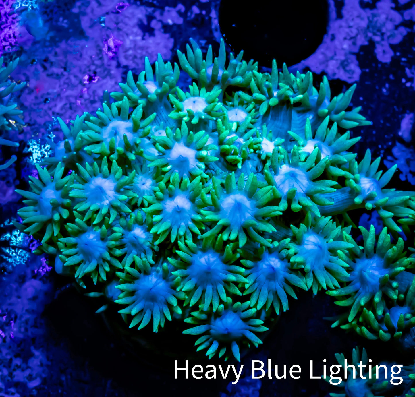 Goniopora Coral - Frag - WYSIWYG A1R2B2 Goniopora Coral - Frag - WYSIWYG A1R2B2 Animals & Pet Supplies Goniopora Coral - Frag - WYSIWYG A1R2B2 Zeo Box Reef