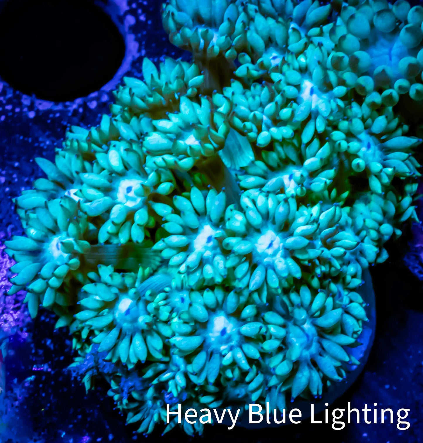 Goniopora Coral - Frag - WYSIWYG A8R2B2 Goniopora Coral - Frag - WYSIWYG A8R2B2 Animals & Pet Supplies Goniopora Coral - Frag - WYSIWYG A8R2B2 Zeo Box Reef