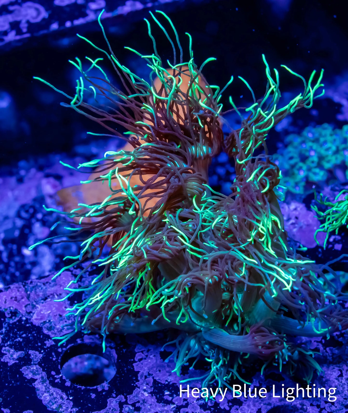 Goniopora Coral - Goni Frag- WYSIWYG A3R3B1 Goniopora Coral - Goni Frag- WYSIWYG A3R3B1 Animals & Pet Supplies Goniopora Coral - Goni Frag- WYSIWYG A3R3B1 Zeo Box Reef