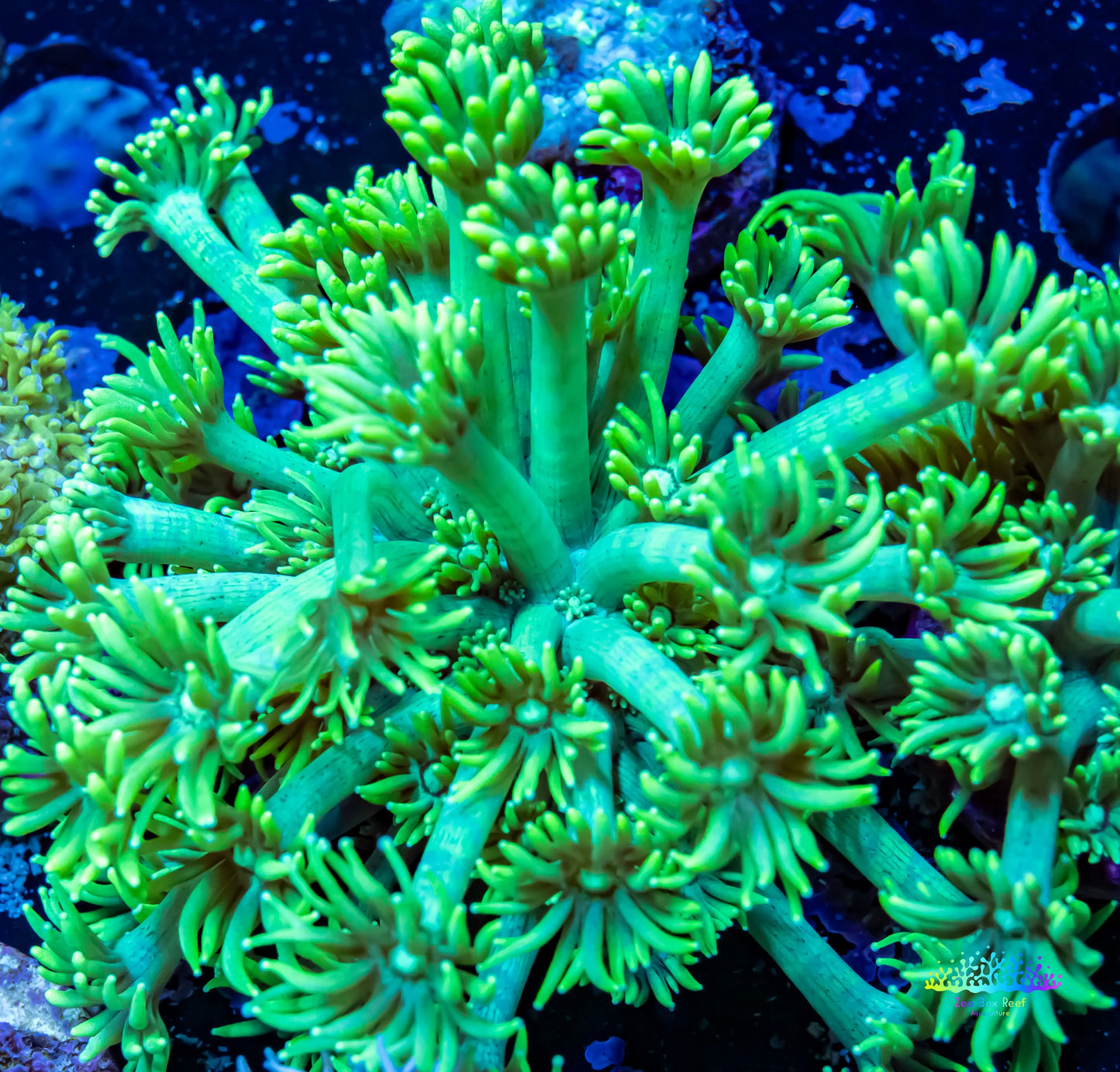 Goniopora Coral - Goni Frag WYSIWYG Goniopora Coral - Goni Frag WYSIWYG Animals & Pet Supplies Goniopora Coral - Goni Frag WYSIWYG Zeo Box Reef