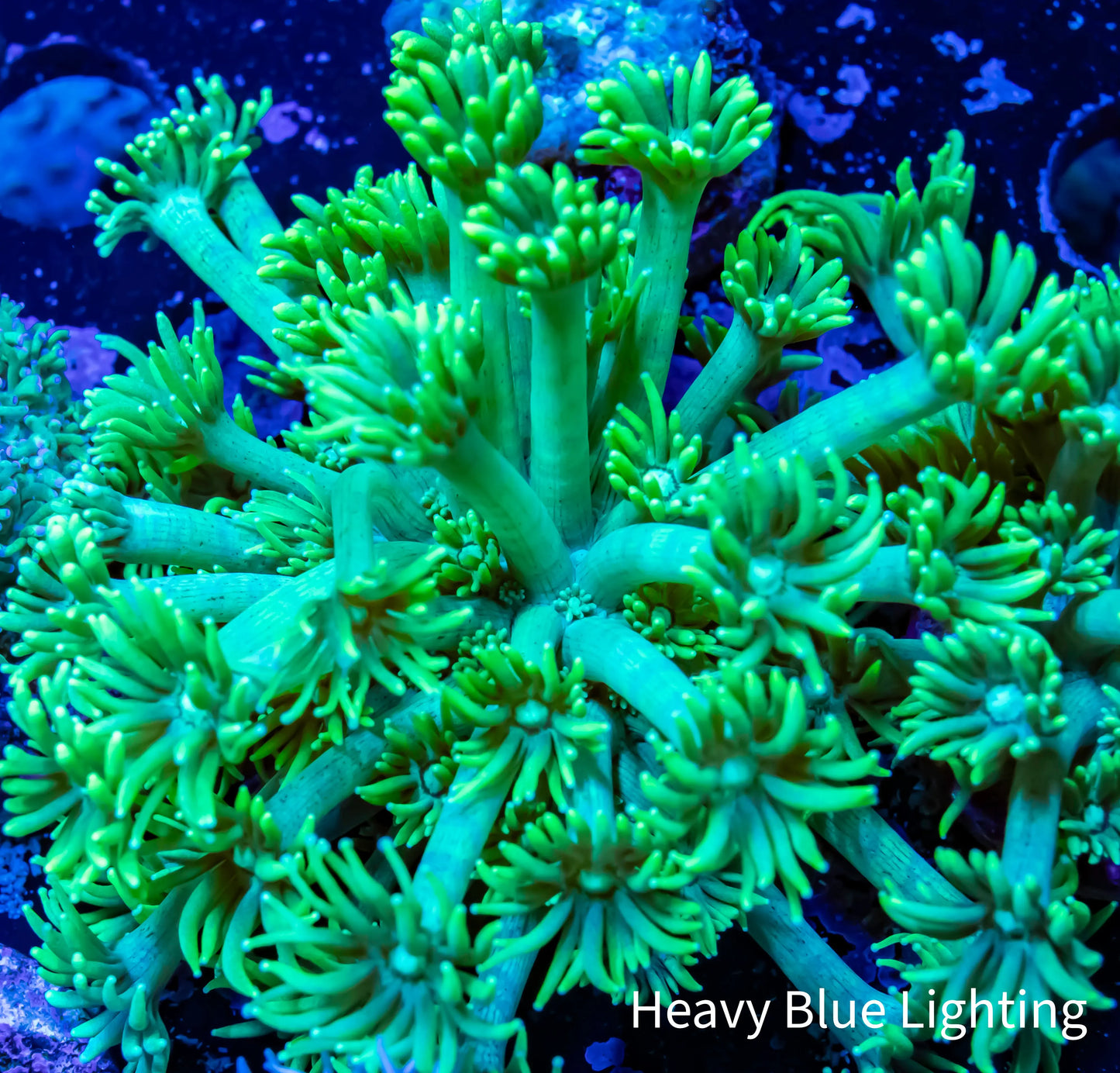 Goniopora Coral - Goni Frag WYSIWYG Goniopora Coral - Goni Frag WYSIWYG Animals & Pet Supplies Goniopora Coral - Goni Frag WYSIWYG Zeo Box Reef