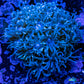 Goniopora Coral -  Goni Frag- WYSIWYG Goniopora Coral -  Goni Frag- WYSIWYG Animals & Pet Supplies Goniopora Coral -  Goni Frag- WYSIWYG Zeo Box Reef