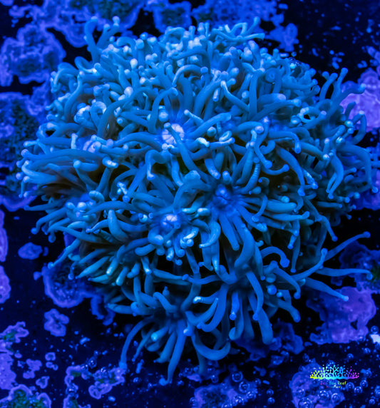 Goniopora Coral -  Goni Frag- WYSIWYG Goniopora Coral -  Goni Frag- WYSIWYG Animals & Pet Supplies Goniopora Coral -  Goni Frag- WYSIWYG Zeo Box Reef