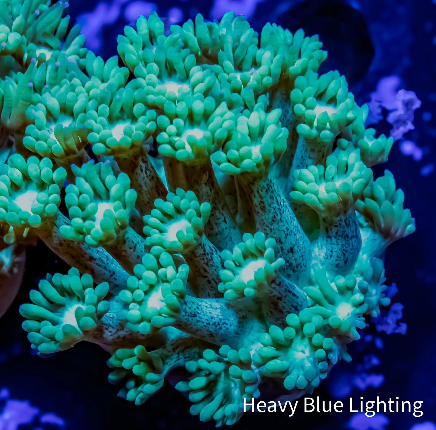 Goniopora Coral - Green WYSIWYG Goni Frag Goniopora Coral - Green WYSIWYG Goni Frag Animals & Pet Supplies Goniopora Coral - Green WYSIWYG Goni Frag Zeo Box Reef