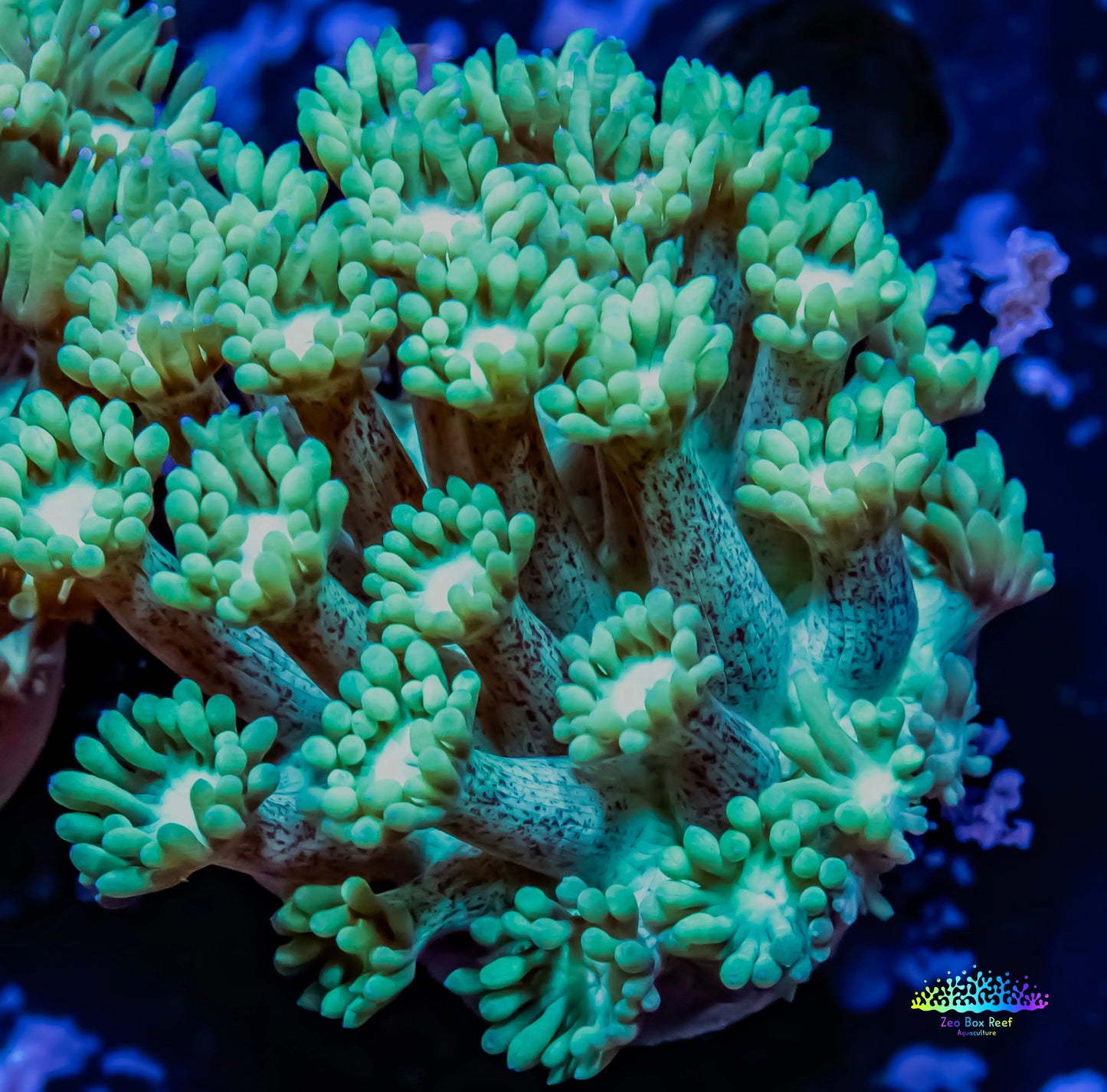 Goniopora Coral - Green WYSIWYG Goni Frag Goniopora Coral - Green WYSIWYG Goni Frag Animals & Pet Supplies Goniopora Coral - Green WYSIWYG Goni Frag Zeo Box Reef