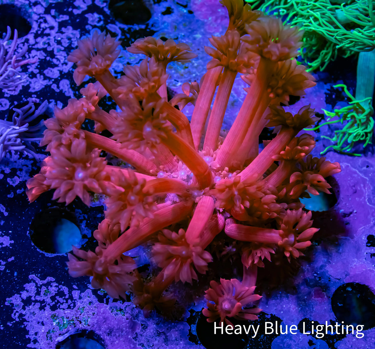 Goniopora Coral - Red Goni Frag Goniopora Coral - Red Goni Frag Animals & Pet Supplies Goniopora Coral - Red Goni Frag Zeo Box Reef