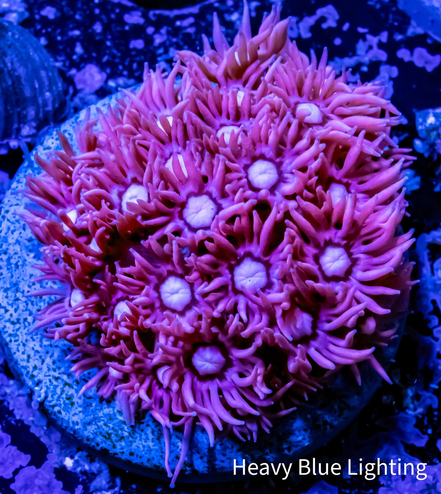 Goniopora Coral - Ultra Pink Frag Goniopora Coral - Ultra Pink Frag Animals & Pet Supplies Goniopora Coral - Ultra Pink Frag Zeo Box Reef