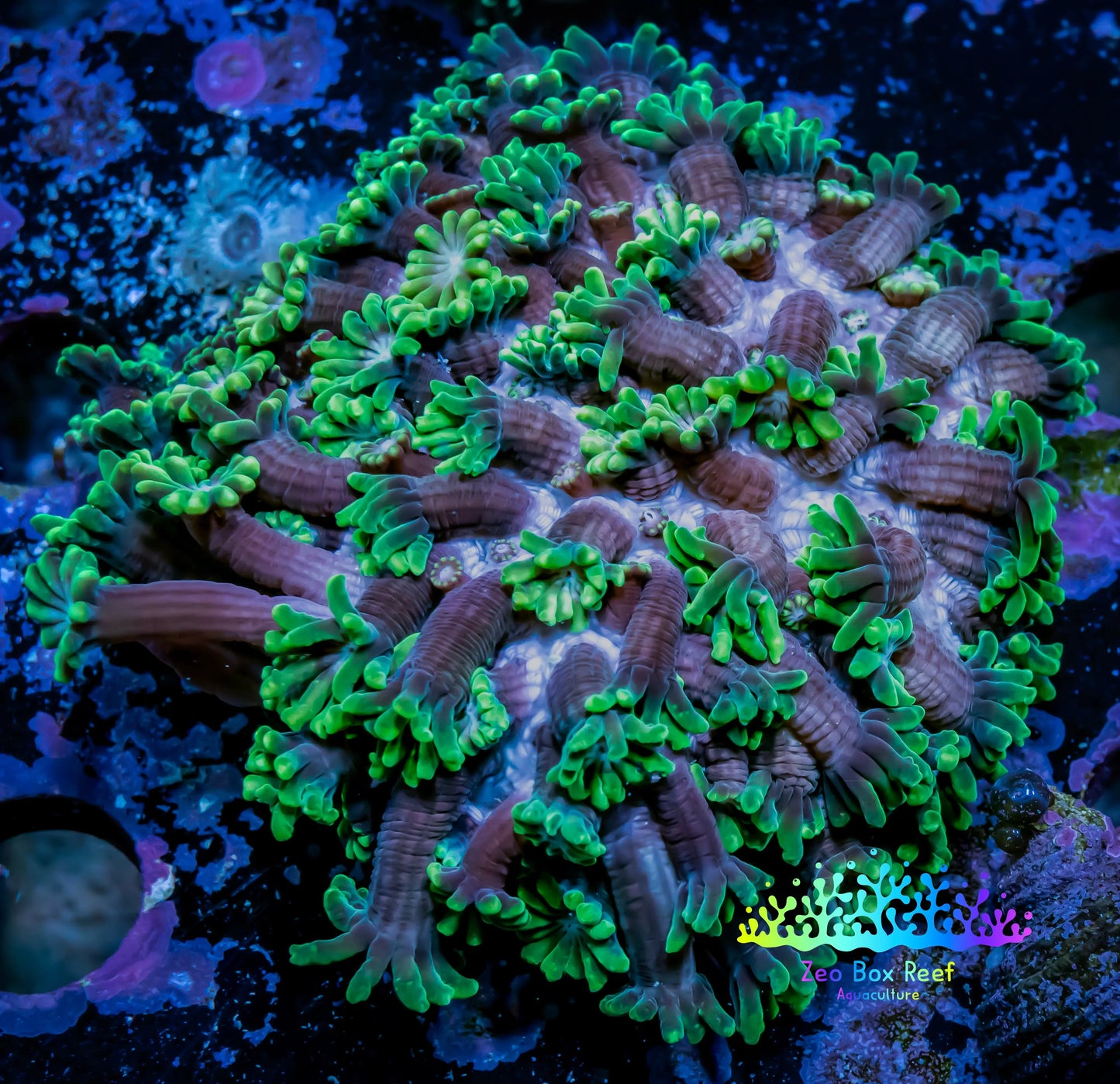Goniopora Coral - WYSIWYG 8cm Goniopora Coral - WYSIWYG 8cm Animals & Pet Supplies Goniopora Coral - WYSIWYG 8cm Zeo Box Reef