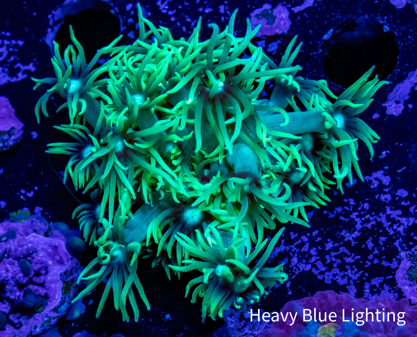 Goniopora Coral - WYSIWYG Frag Goniopora Coral - WYSIWYG Frag Animals & Pet Supplies Goniopora Coral - WYSIWYG Frag Zeo Box Reef