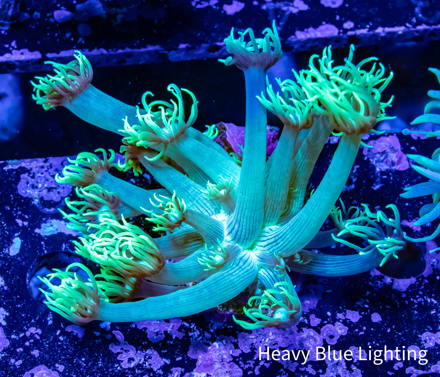 Goniopora Coral - WYSIWYG Frag Goniopora Coral - WYSIWYG Frag Animals & Pet Supplies Goniopora Coral - WYSIWYG Frag Zeo Box Reef