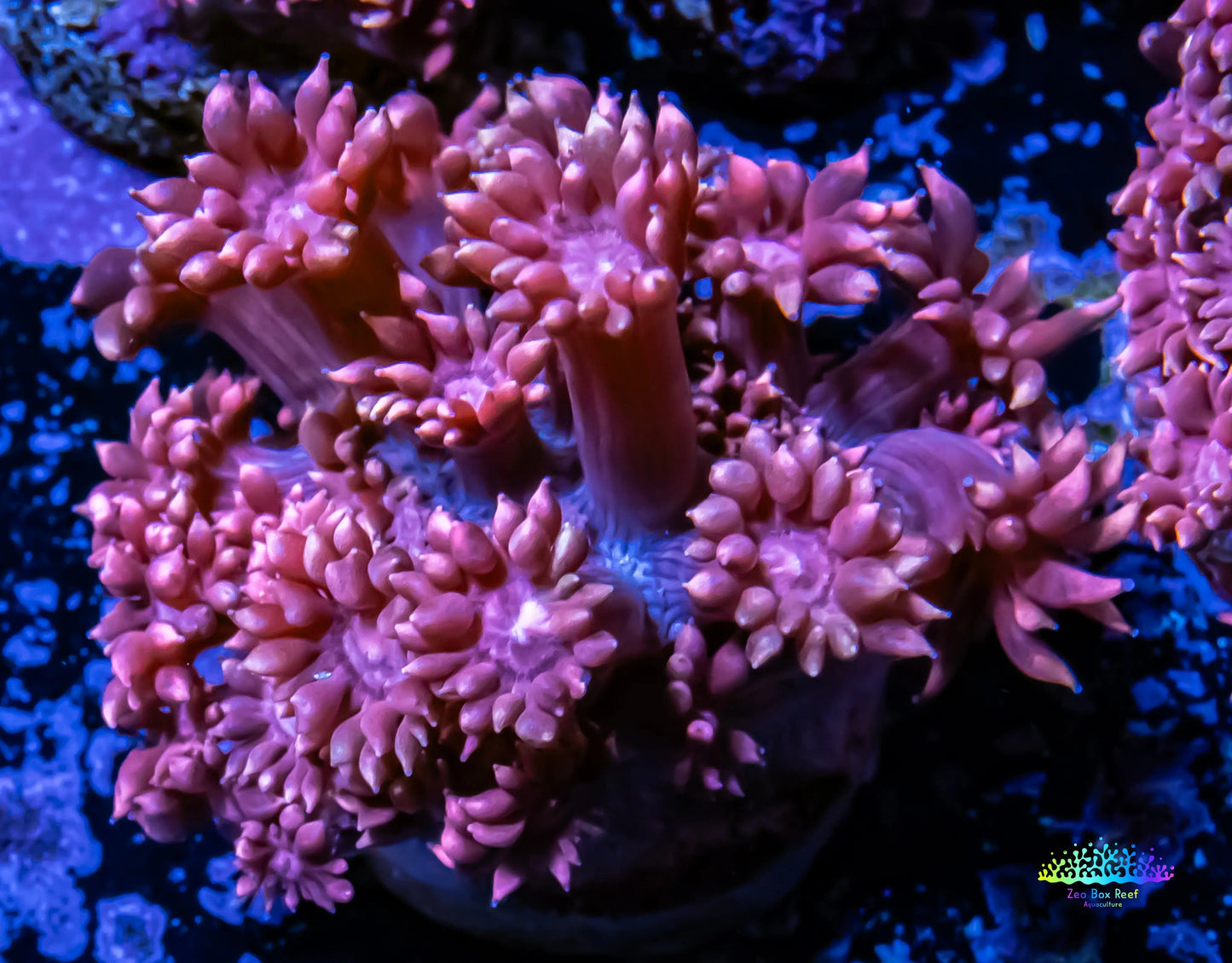 Goniopora Coral - WYSIWYG Goni Frag Goniopora Coral - WYSIWYG Goni Frag Animals & Pet Supplies Goniopora Coral - WYSIWYG Goni Frag Zeo Box Reef