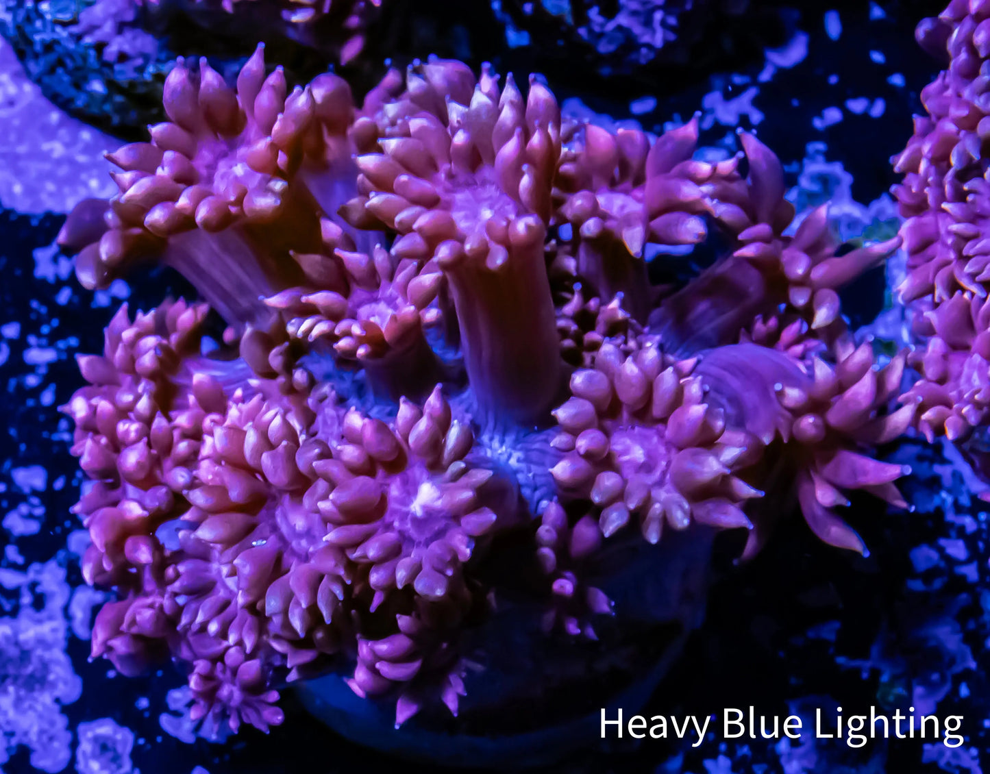 Goniopora Coral - WYSIWYG Goni Frag Goniopora Coral - WYSIWYG Goni Frag Animals & Pet Supplies Goniopora Coral - WYSIWYG Goni Frag Zeo Box Reef
