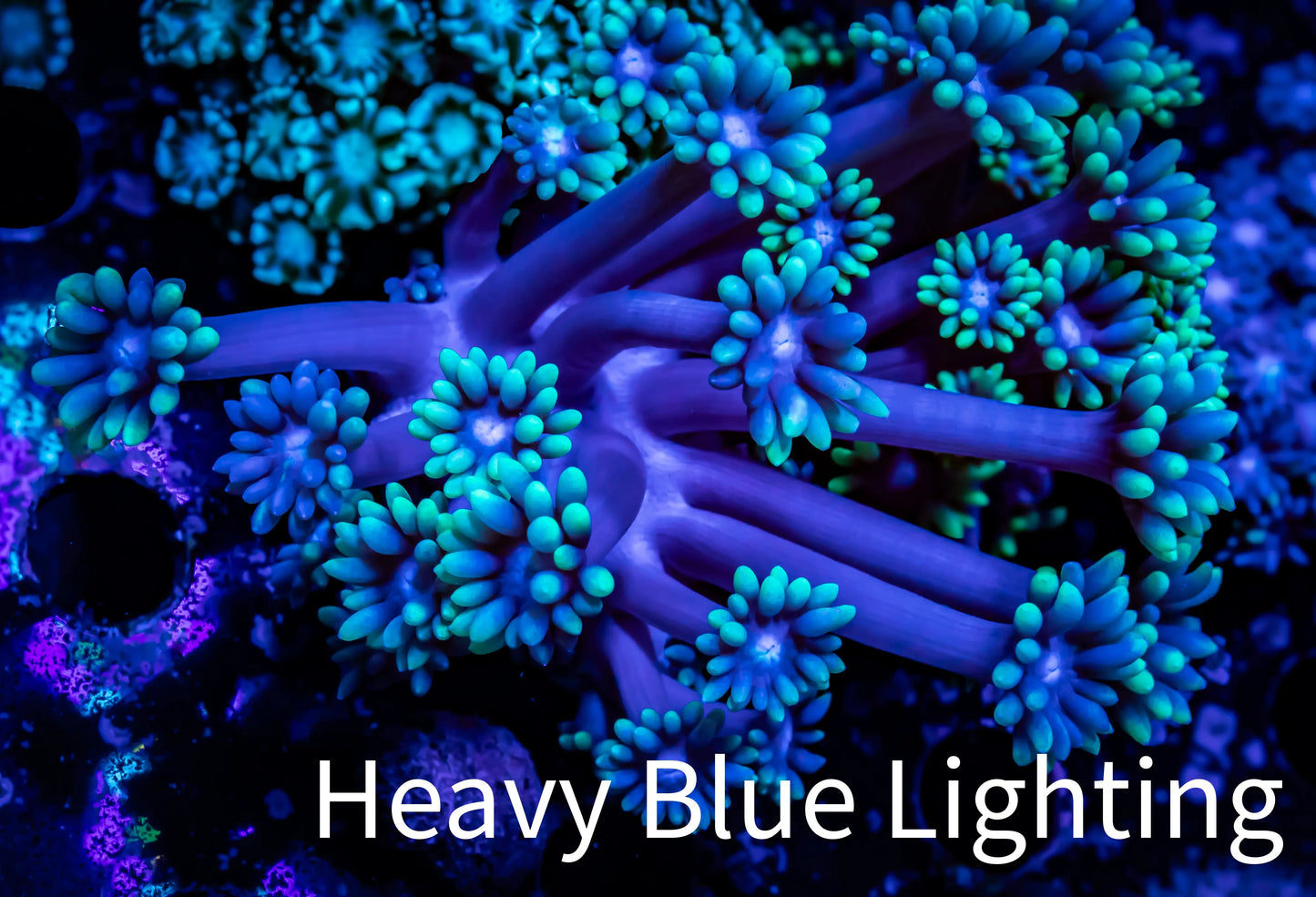 Goniopora Coral - WYSIWYG Goni Frag Goniopora Coral - WYSIWYG Goni Frag Animals & Pet Supplies Goniopora Coral - WYSIWYG Goni Frag Zeo Box Reef