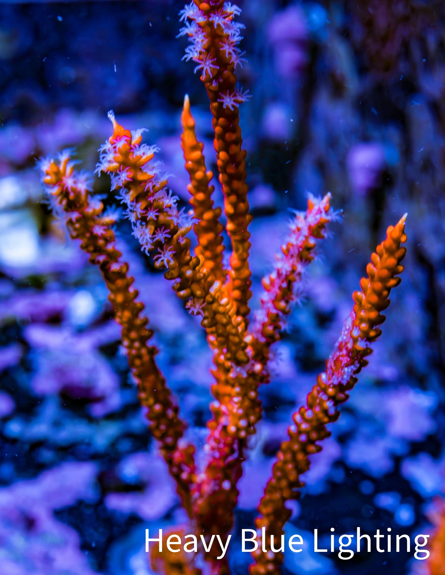 Gorgonian Coral- Red Sea Whip 10cm Gorgonian Coral- Red Sea Whip 10cm Soft Coral Gorgonian Coral- Red Sea Whip 10cm Zeo Box Reef
