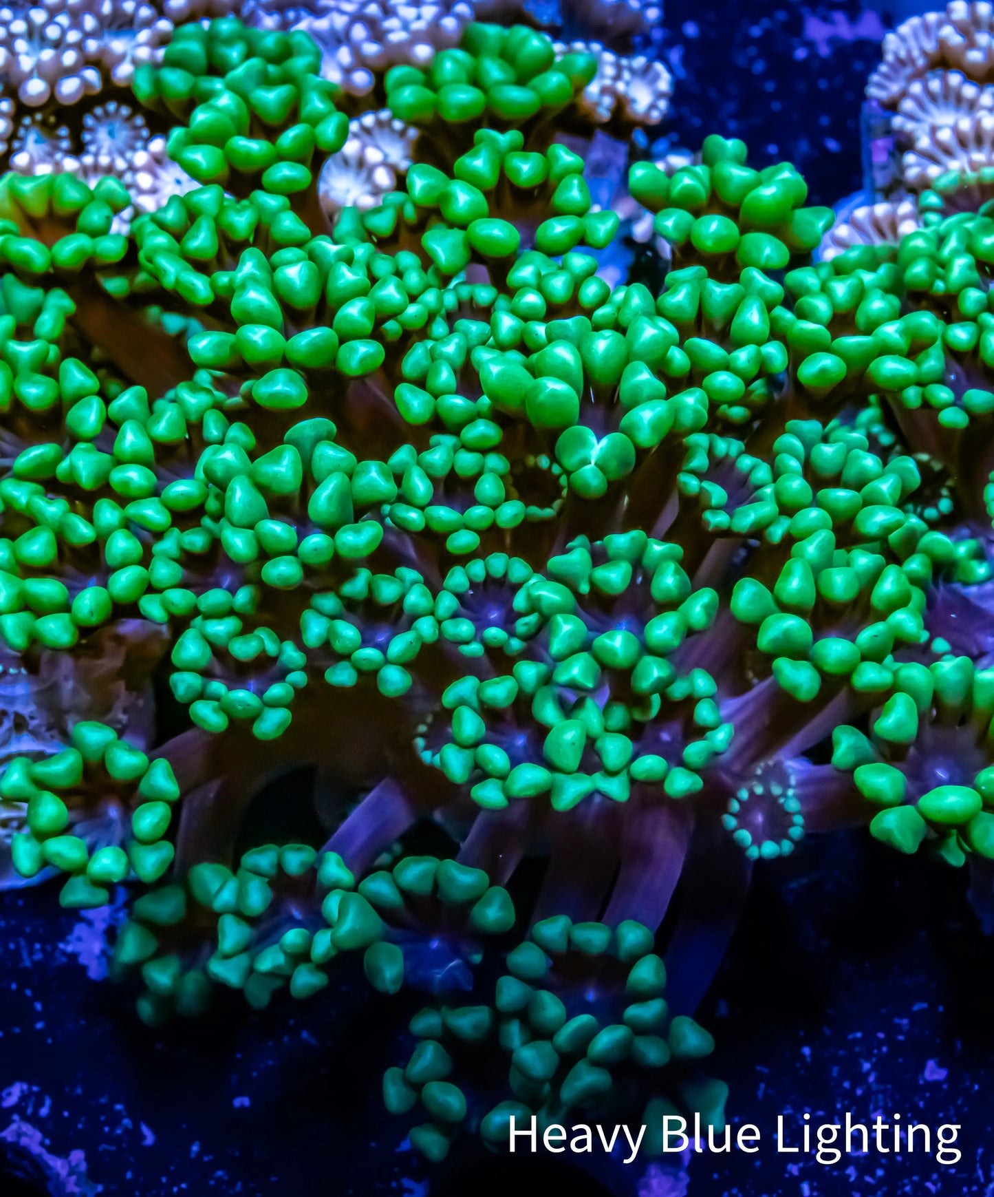 Green Alveapora Coral - Frag Green Alveapora Coral - Frag Animals & Pet Supplies Green Alveapora Coral - Frag Zeo Box Reef