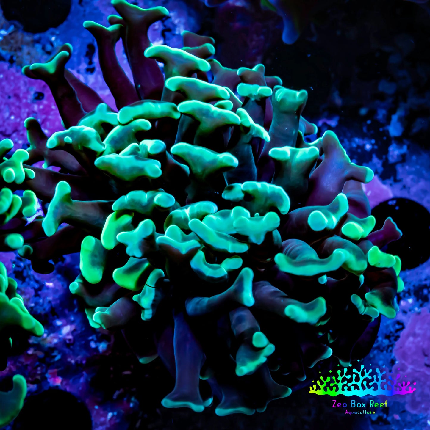 Green Hammer Coral - WYSIWYG 4cm B1R6B1 Green Hammer Coral - WYSIWYG 4cm B1R6B1 Aquarium Decor Green Hammer Coral - WYSIWYG 4cm B1R6B1 Zeo Box Reef