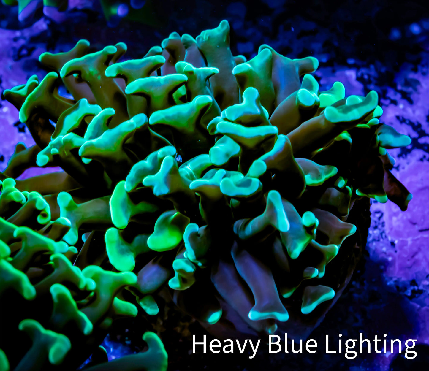 Green Hammer Coral - WYSIWYG 4cm B2R6B1 Green Hammer Coral - WYSIWYG 4cm B2R6B1 Aquarium Decor Green Hammer Coral - WYSIWYG 4cm B2R6B1 Zeo Box Reef