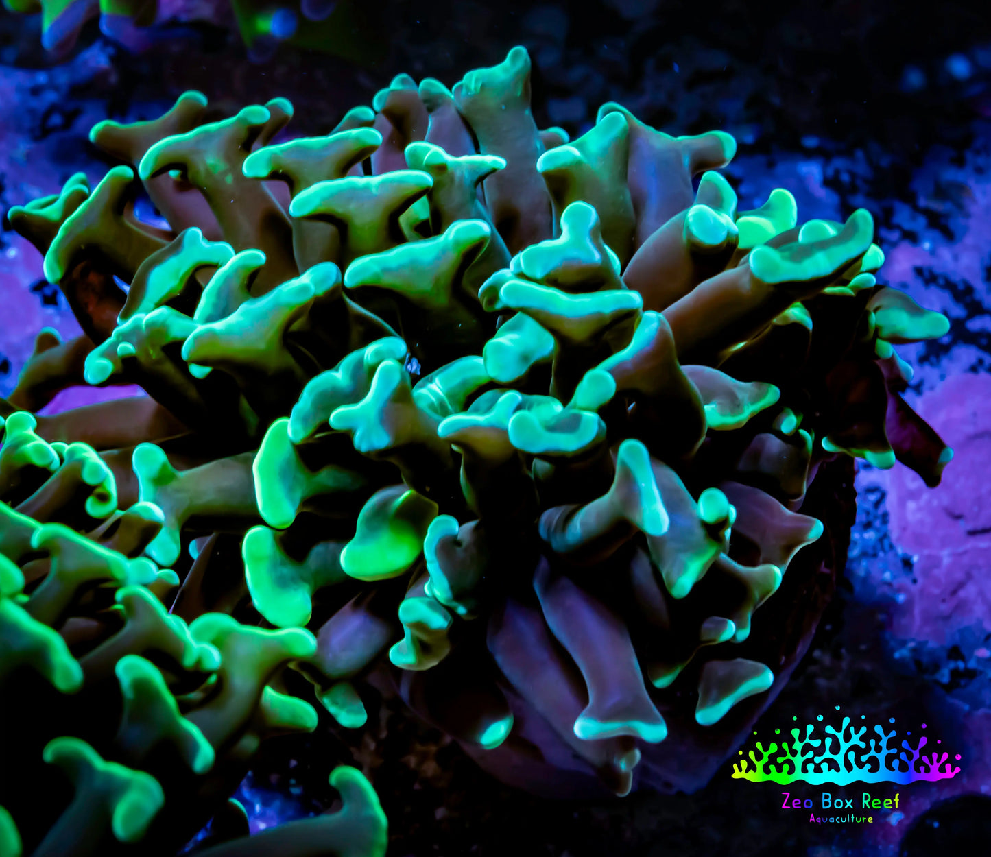Green Hammer Coral - WYSIWYG 4cm B2R6B1 Green Hammer Coral - WYSIWYG 4cm B2R6B1 Aquarium Decor Green Hammer Coral - WYSIWYG 4cm B2R6B1 Zeo Box Reef