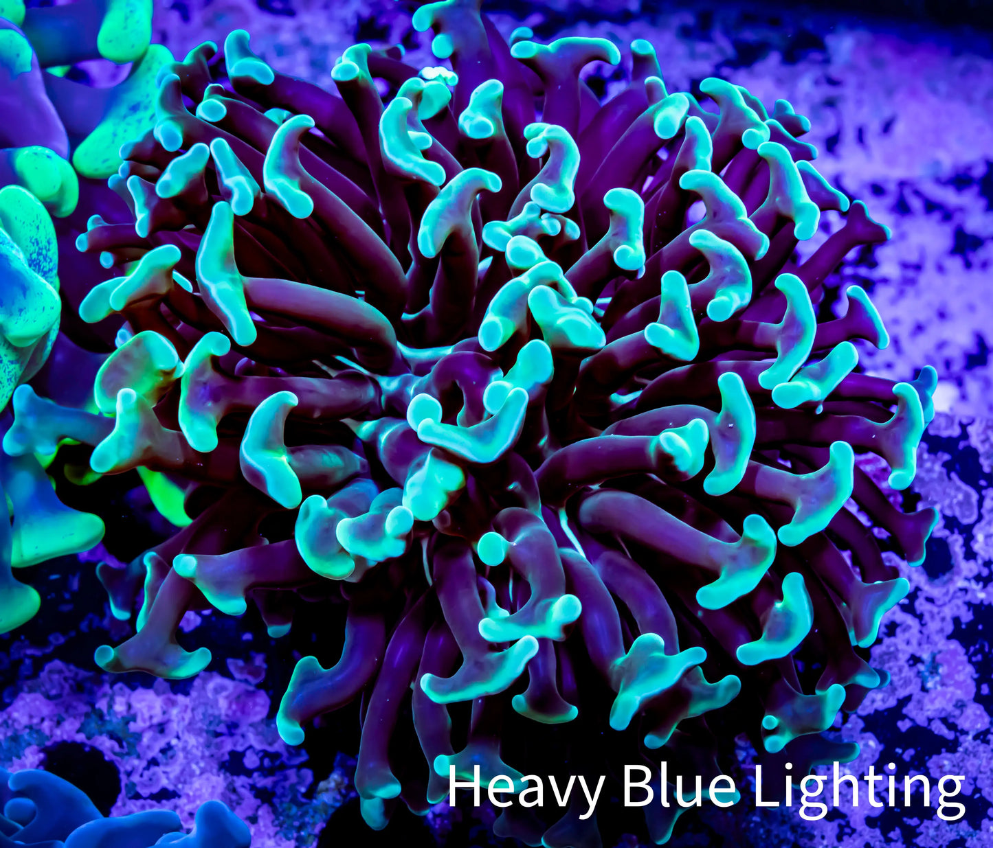 Green Hammer Coral - WYSIWYG 6cm A2R5B1 Green Hammer Coral - WYSIWYG 6cm A2R5B1 Aquarium Decor Green Hammer Coral - WYSIWYG 6cm A2R5B1 Zeo Box Reef