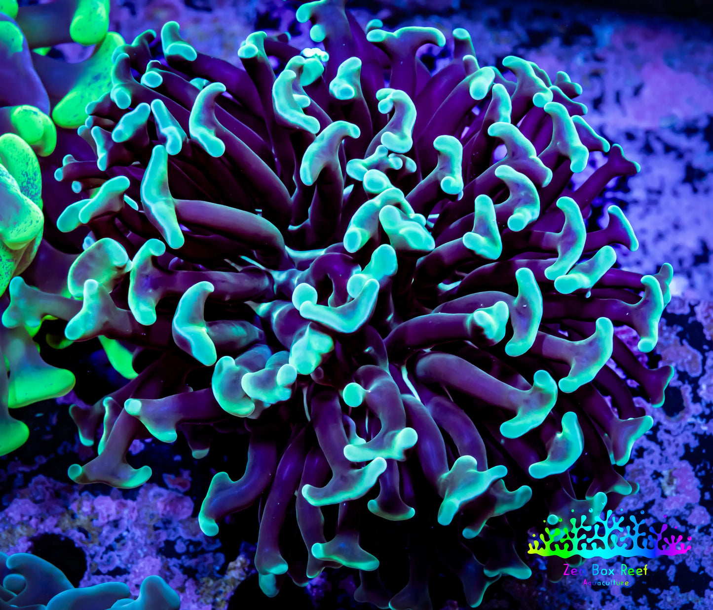 Green Hammer Coral - WYSIWYG 6cm A2R5B1 Green Hammer Coral - WYSIWYG 6cm A2R5B1 Aquarium Decor Green Hammer Coral - WYSIWYG 6cm A2R5B1 Zeo Box Reef