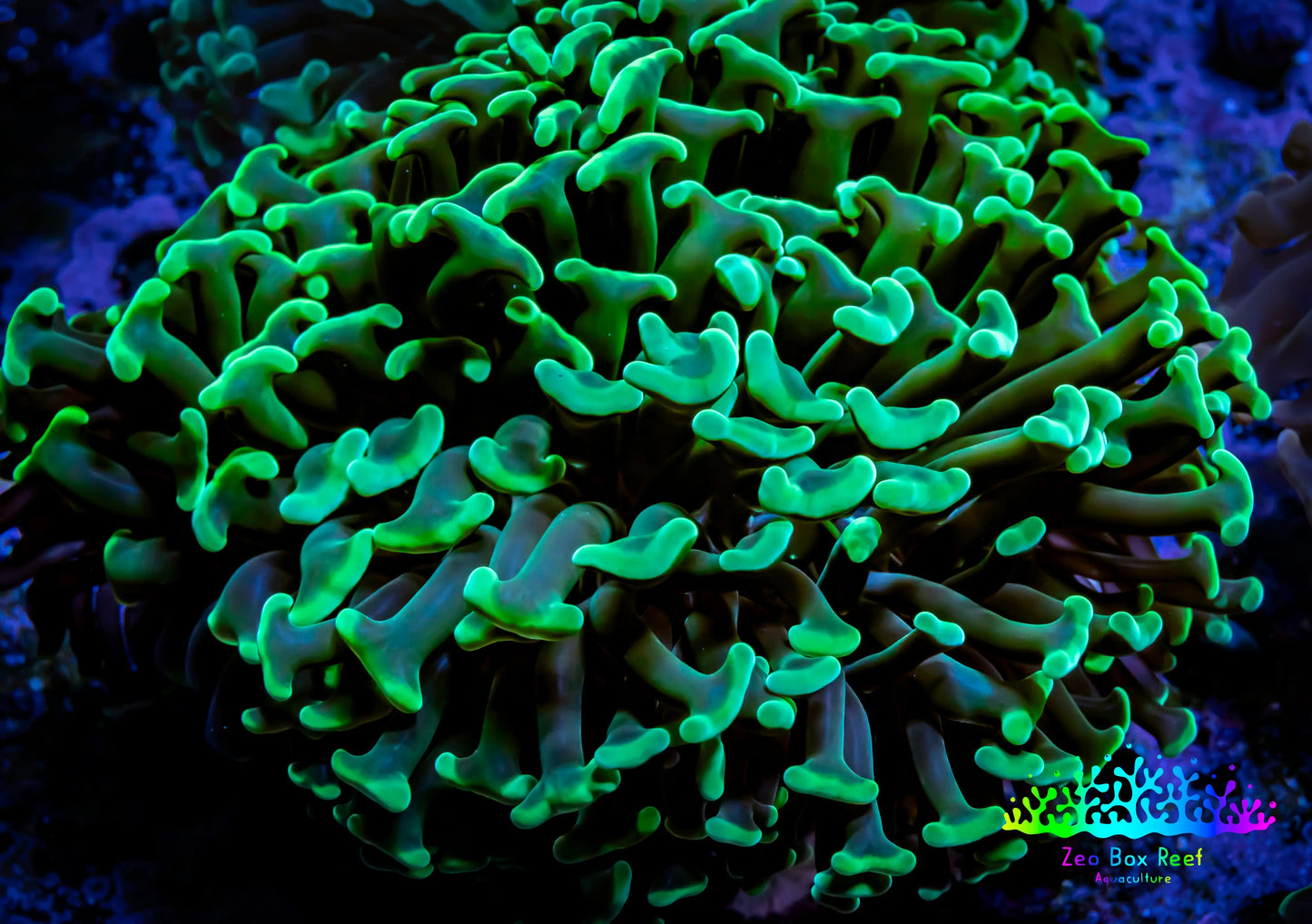 Green Hammer Coral - WYSIWYG 9cm D1R6B1 Green Hammer Coral - WYSIWYG 9cm D1R6B1 Aquarium Decor Green Hammer Coral - WYSIWYG 9cm D1R6B1 Zeo Box Reef