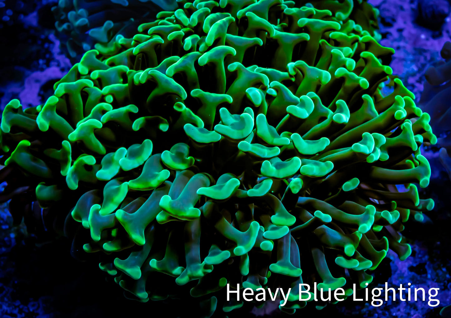 Green Hammer Coral - WYSIWYG 9cm D1R6B1 Green Hammer Coral - WYSIWYG 9cm D1R6B1 Aquarium Decor Green Hammer Coral - WYSIWYG 9cm D1R6B1 Zeo Box Reef