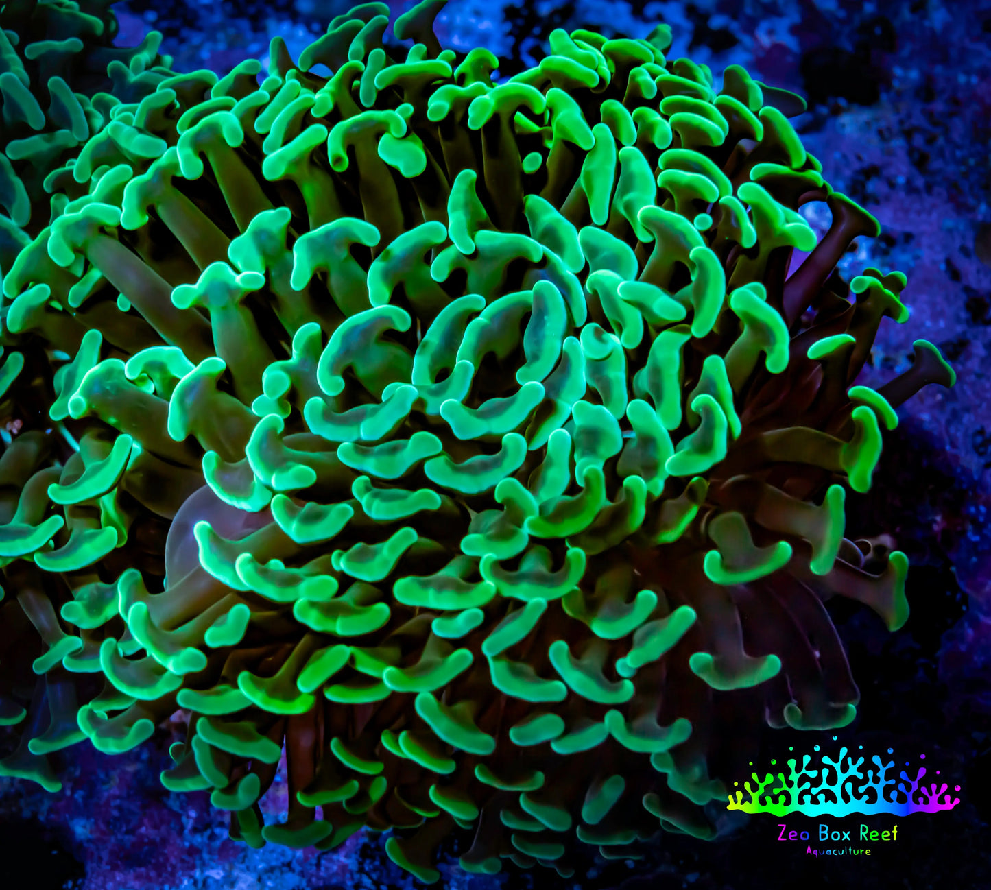 Green Hammer Coral - WYSIWYG 9cm D4R6B1 Green Hammer Coral - WYSIWYG 9cm D4R6B1 Aquarium Decor Green Hammer Coral - WYSIWYG 9cm D4R6B1 Zeo Box Reef