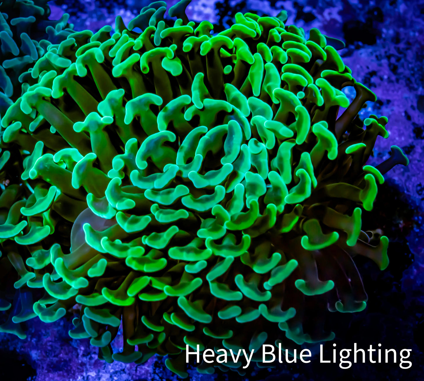 Green Hammer Coral - WYSIWYG 9cm D4R6B1 Green Hammer Coral - WYSIWYG 9cm D4R6B1 Aquarium Decor Green Hammer Coral - WYSIWYG 9cm D4R6B1 Zeo Box Reef