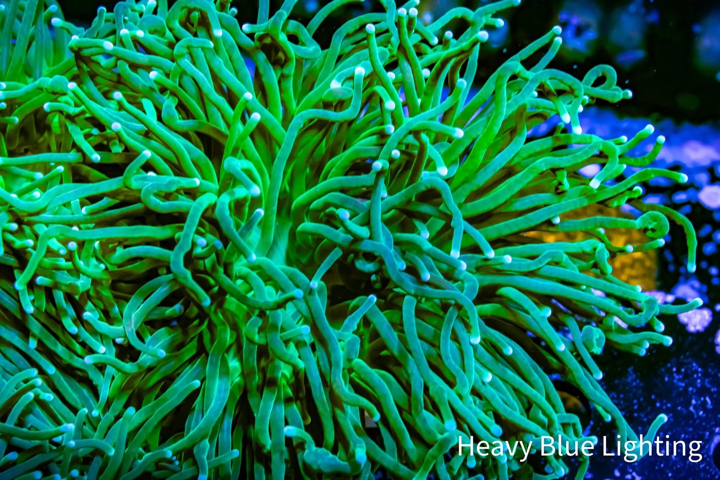 Green Hulk Torch Coral - 6cm Green Hulk Torch Coral - 6cm LPS Green Hulk Torch Coral - 6cm Zeo Box Reef