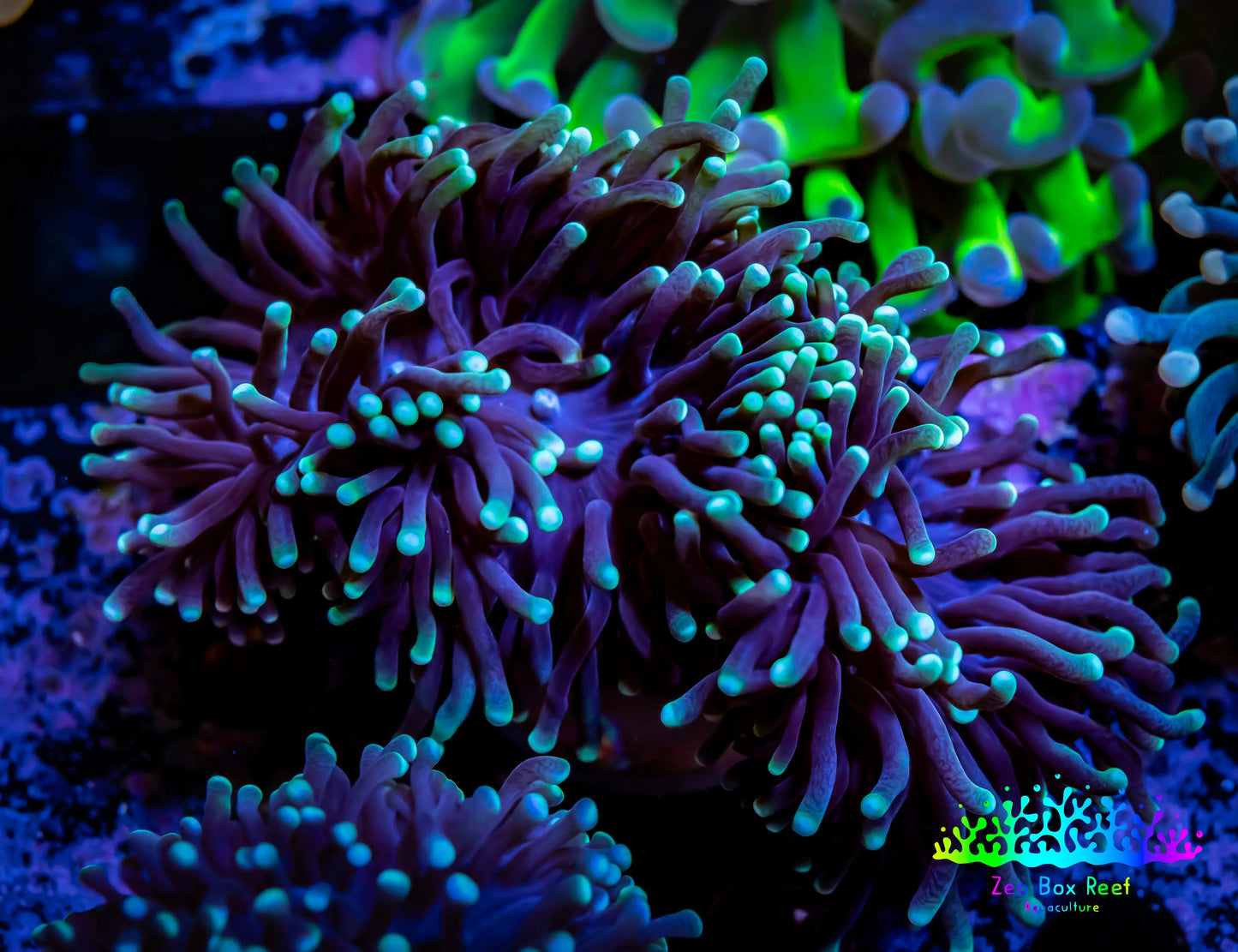 Green Tip Purple Stem Torch Coral 6cm WYSIWYG Green Tip Purple Stem Torch Coral 6cm WYSIWYG LPS Green Tip Purple Stem Torch Coral 6cm WYSIWYG Zeo Box Reef