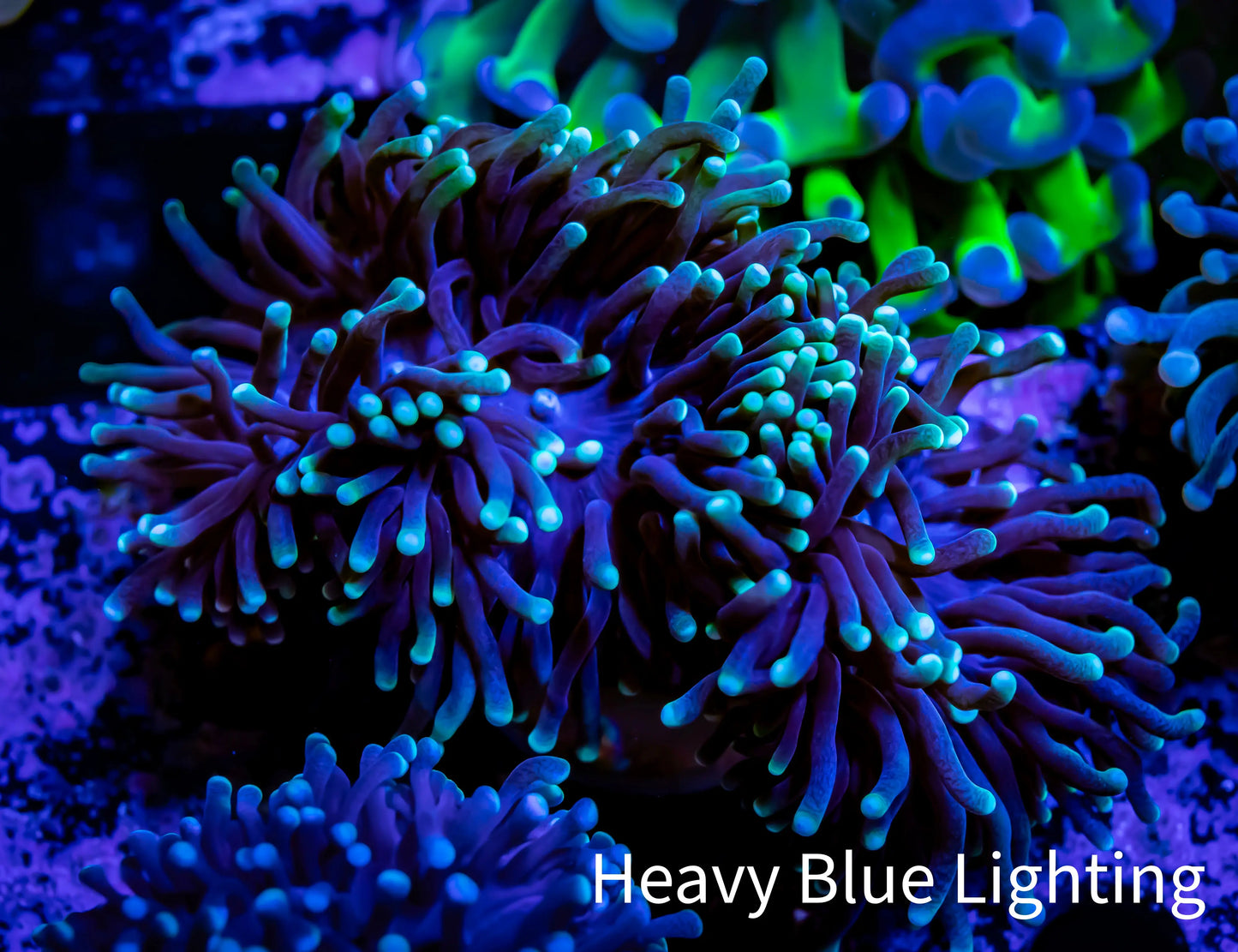 Green Tip Purple Stem Torch Coral 6cm WYSIWYG Green Tip Purple Stem Torch Coral 6cm WYSIWYG LPS Green Tip Purple Stem Torch Coral 6cm WYSIWYG Zeo Box Reef
