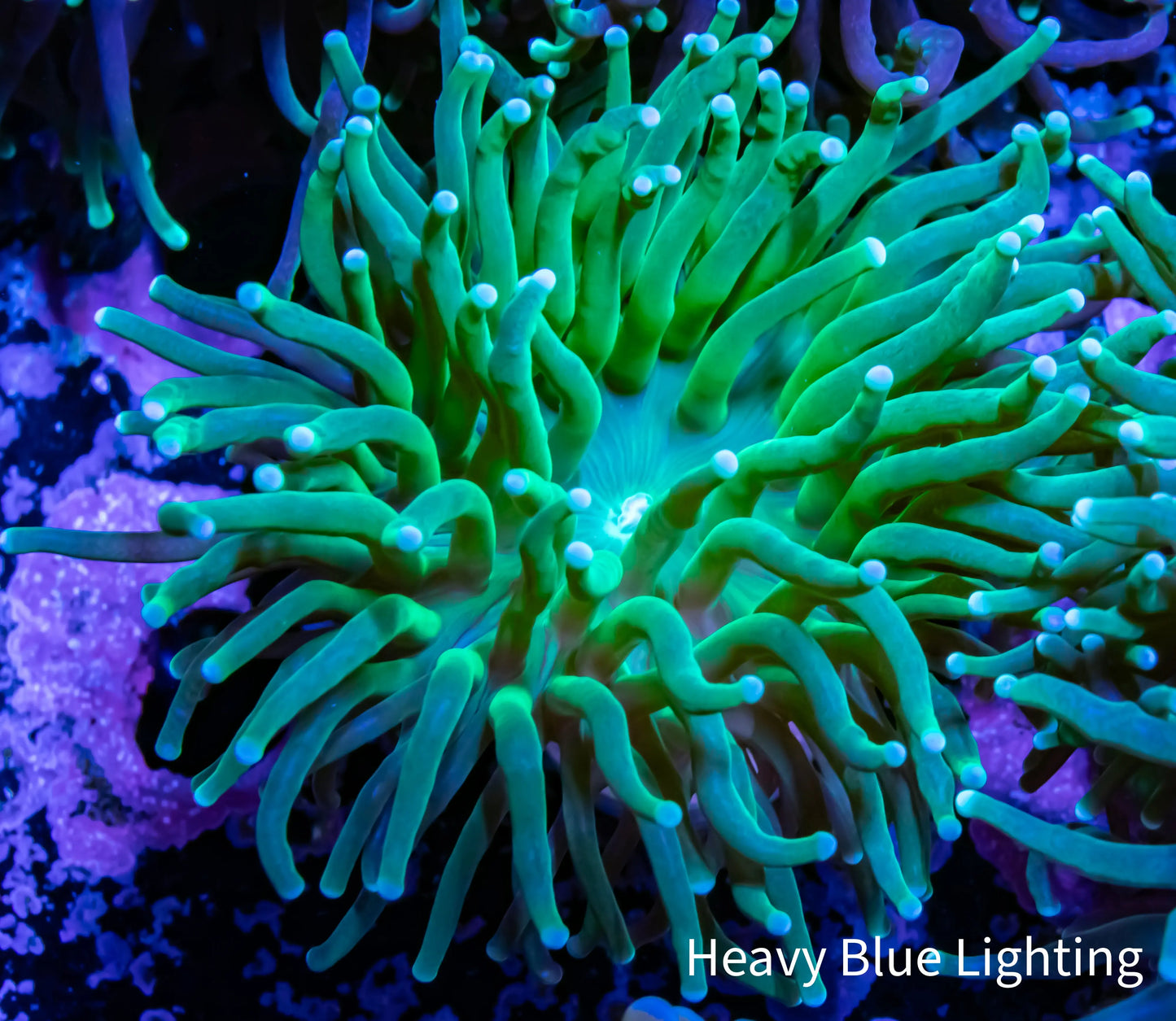 Green Torch Coral 5cm WYSIWYG Green Torch Coral 5cm WYSIWYG LPS Green Torch Coral 5cm WYSIWYG Zeo Box Reef