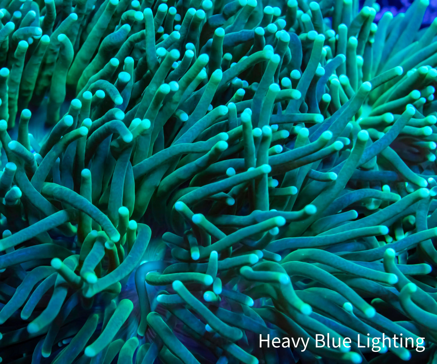 Green Torch Coral 6cm Green Torch Coral 6cm LPS Green Torch Coral 6cm Zeo Box Reef