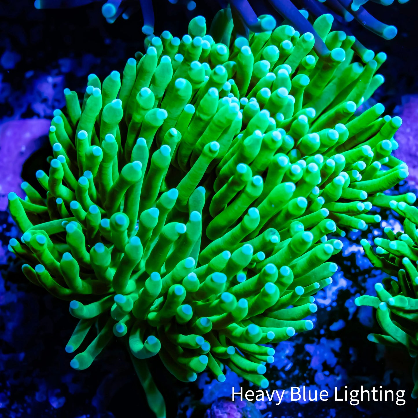 Green Torch Coral 6cm Green Torch Coral 6cm LPS Green Torch Coral 6cm Zeo Box Reef
