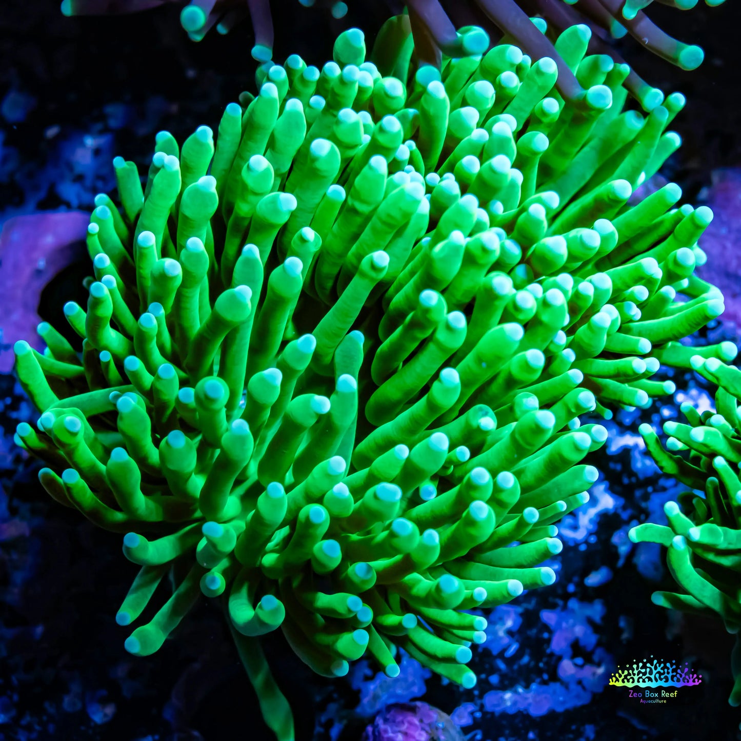 Green Torch Coral 6cm Green Torch Coral 6cm LPS Green Torch Coral 6cm Zeo Box Reef
