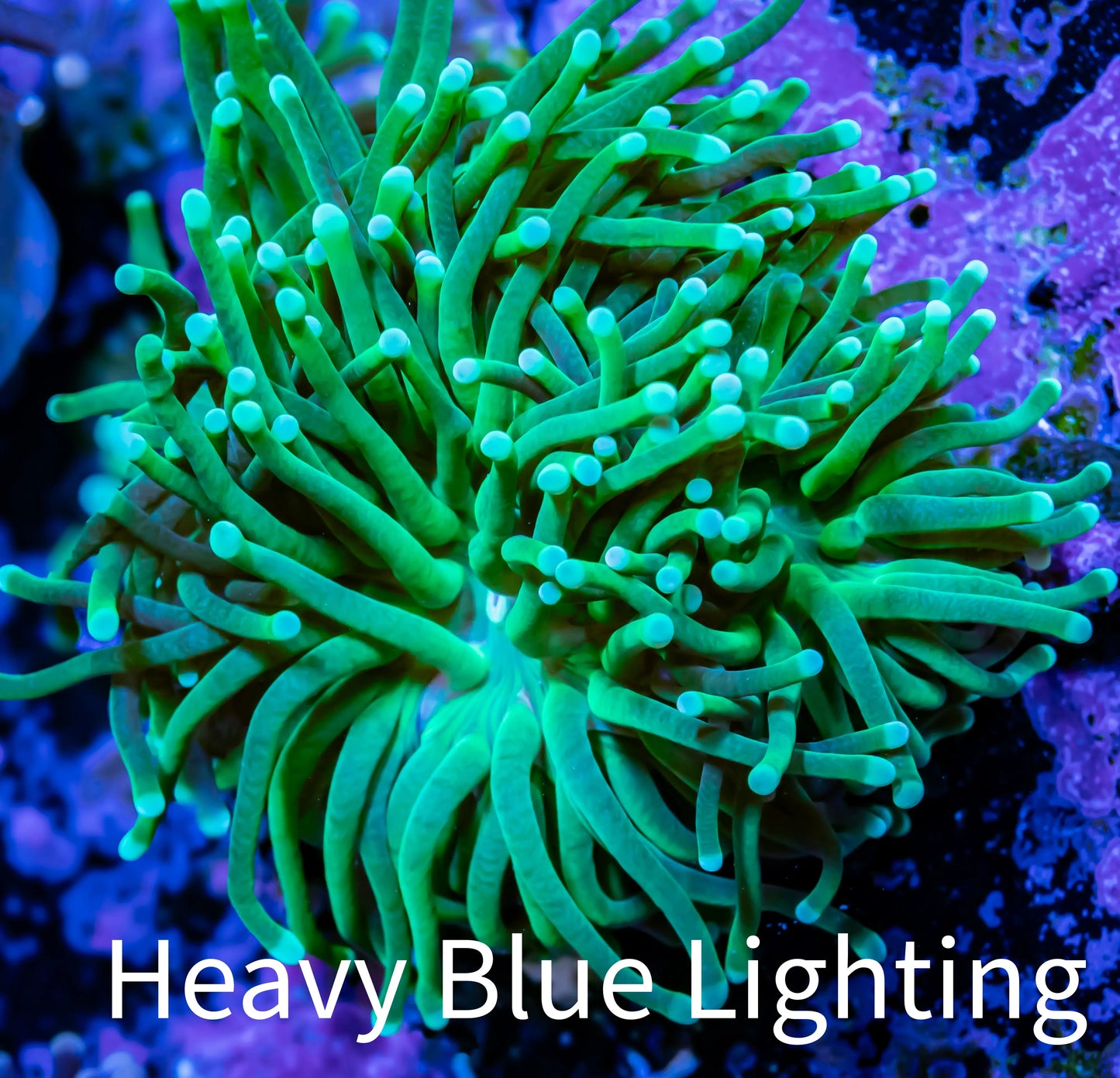 Green Torch Coral 7cm WYSIWYG Green Torch Coral 7cm WYSIWYG LPS Green Torch Coral 7cm WYSIWYG Zeo Box Reef