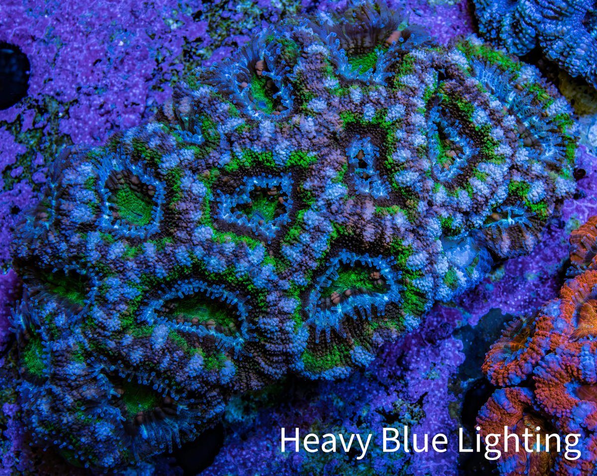 Green and Purple Acan Coral WYSIWYG 8 cm C1R2B1 Green and Purple Acan Coral WYSIWYG 8 cm C1R2B1 LPS Coral Green and Purple Acan Coral WYSIWYG 8 cm C1R2B1 Zeo Box Reef