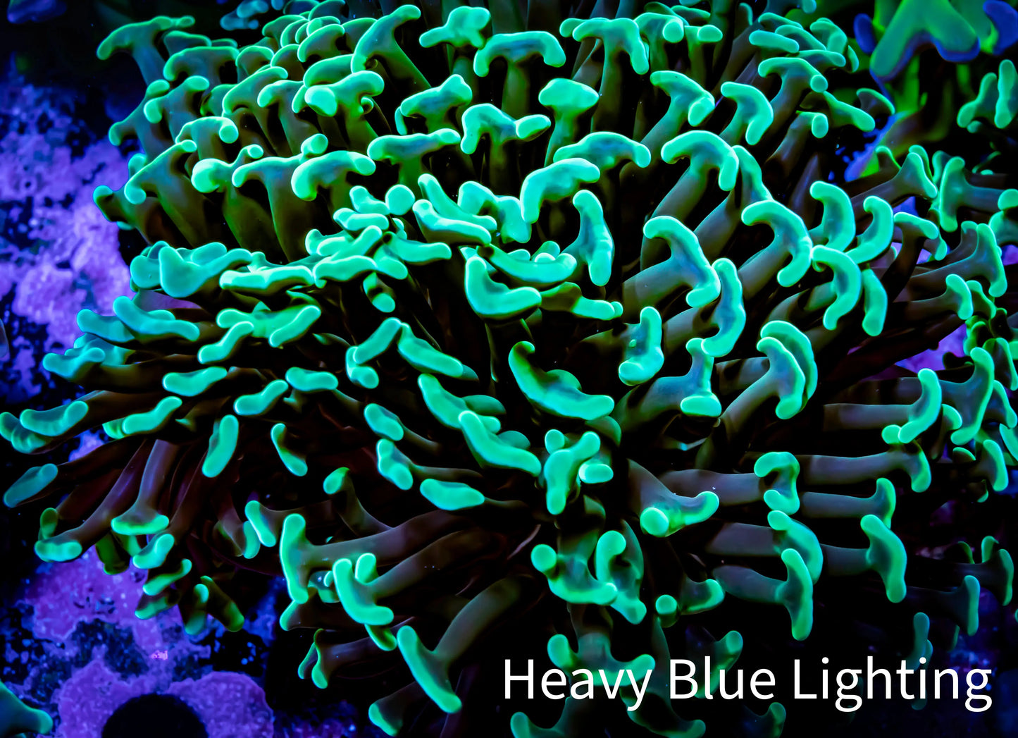 GreenHammer Coral - WYSIWYG 8cm C1R6B1 GreenHammer Coral - WYSIWYG 8cm C1R6B1 Aquarium Decor GreenHammer Coral - WYSIWYG 8cm C1R6B1 Zeo Box Reef
