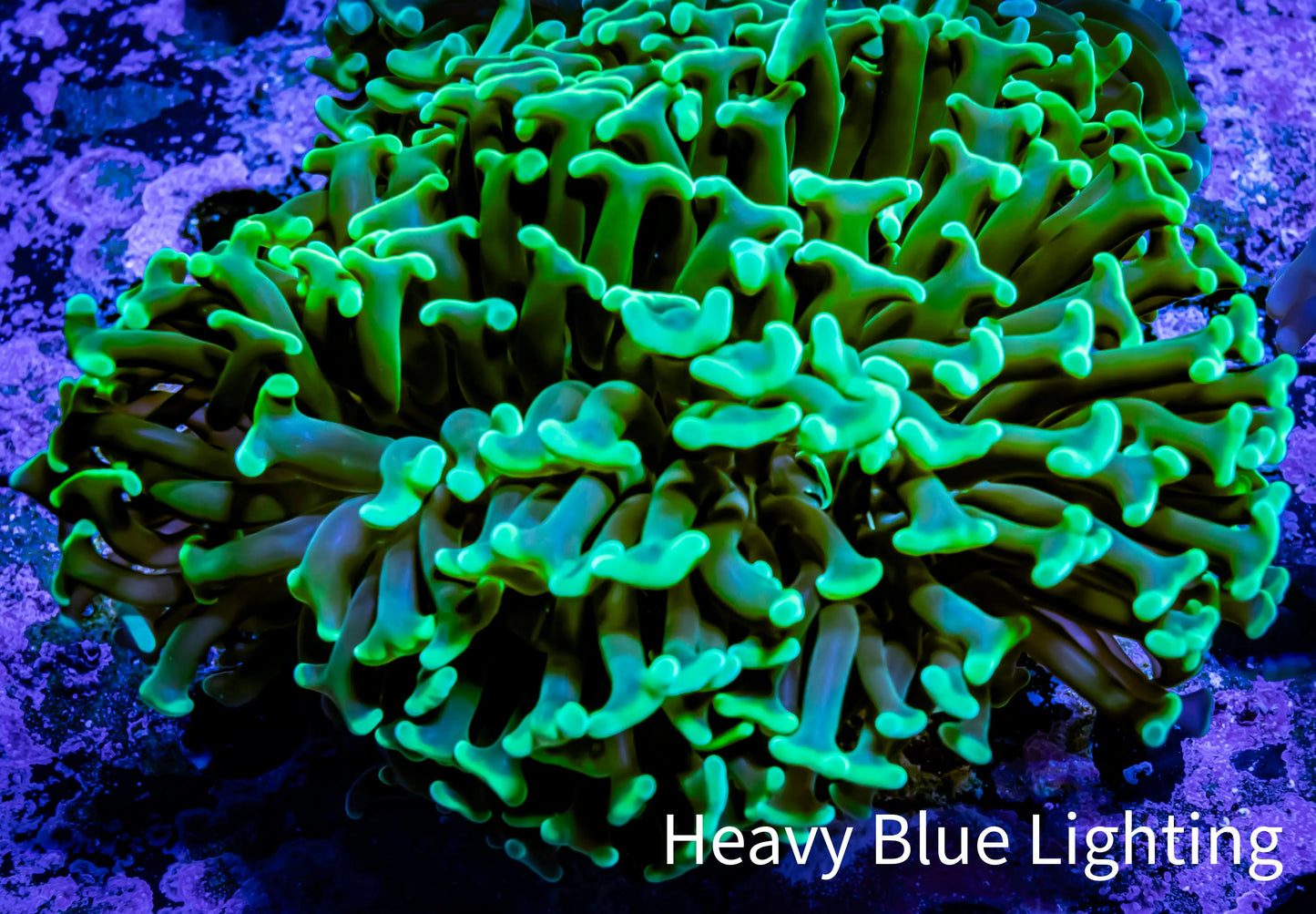 GreenHammer Coral - WYSIWYG 8cm C2R6B1 GreenHammer Coral - WYSIWYG 8cm C2R6B1 Aquarium Decor GreenHammer Coral - WYSIWYG 8cm C2R6B1 Zeo Box Reef