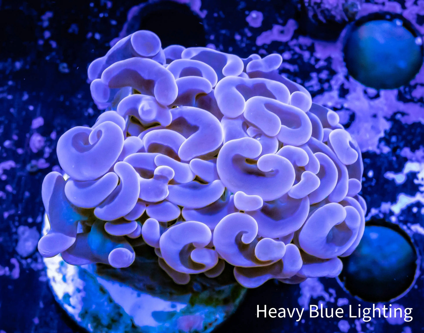 Hammer Coral - WYSIWYG 4cm Hammer Coral - WYSIWYG 4cm Aquarium Decor Hammer Coral - WYSIWYG 4cm Zeo Box Reef