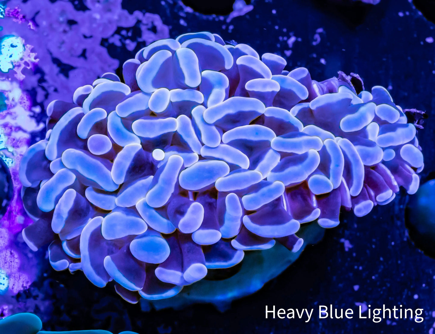 Hammer Coral - WYSIWYG 4cm Hammer Coral - WYSIWYG 4cm Aquarium Decor Hammer Coral - WYSIWYG 4cm Zeo Box Reef