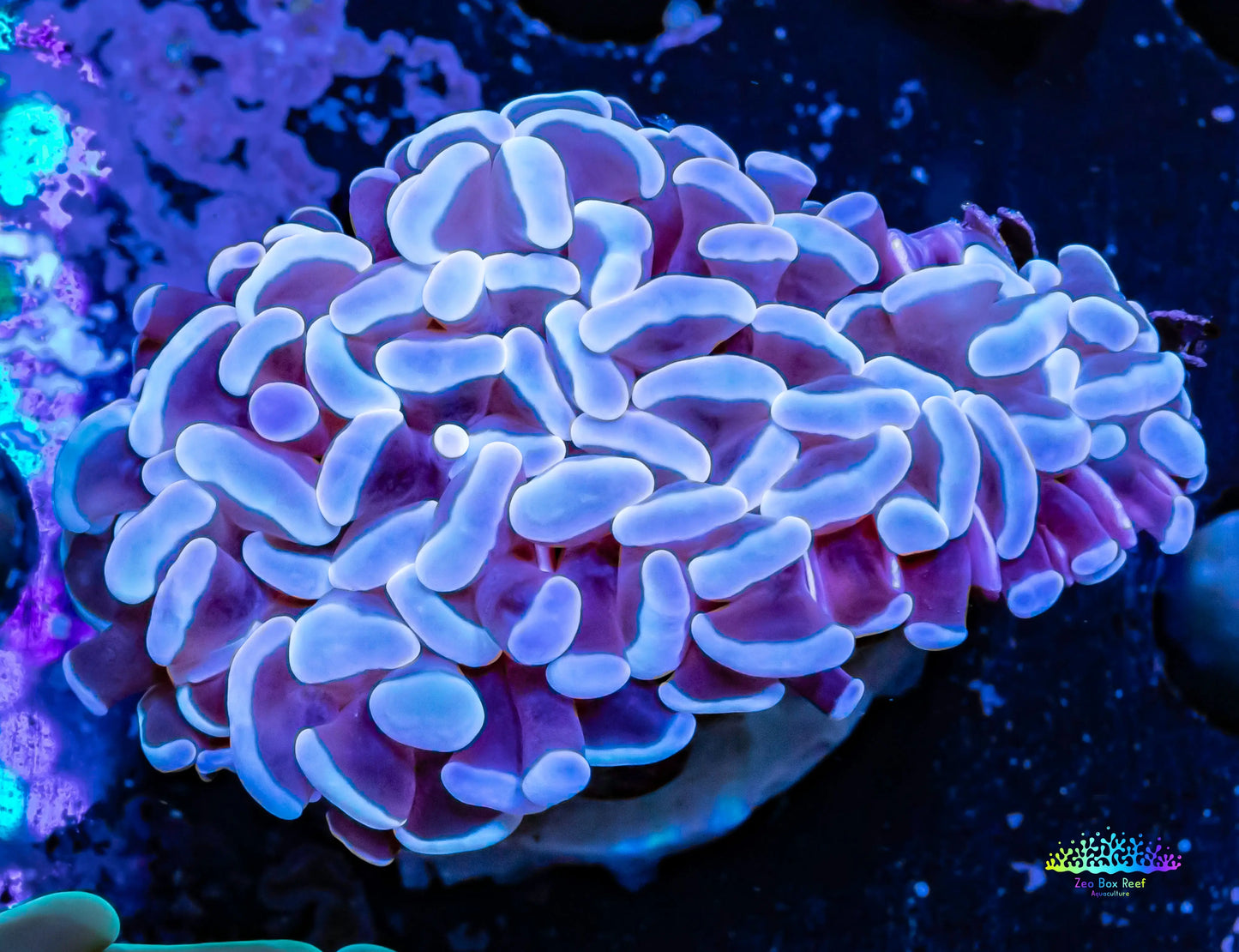 Hammer Coral - WYSIWYG 4cm Hammer Coral - WYSIWYG 4cm Aquarium Decor Hammer Coral - WYSIWYG 4cm Zeo Box Reef