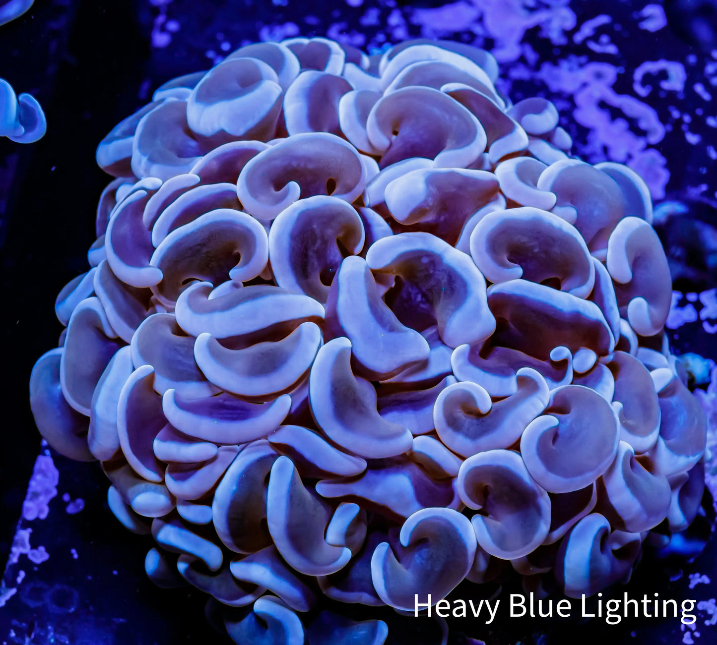 Hammer Coral - WYSIWYG 5cm Hammer Coral - WYSIWYG 5cm Aquarium Decor Hammer Coral - WYSIWYG 5cm Zeo Box Reef