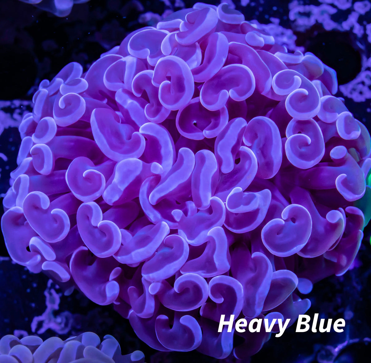 Hammer Coral - WYSIWYG 6cm Hammer Coral - WYSIWYG 6cm Aquarium Decor Hammer Coral - WYSIWYG 6cm Zeo Box Reef